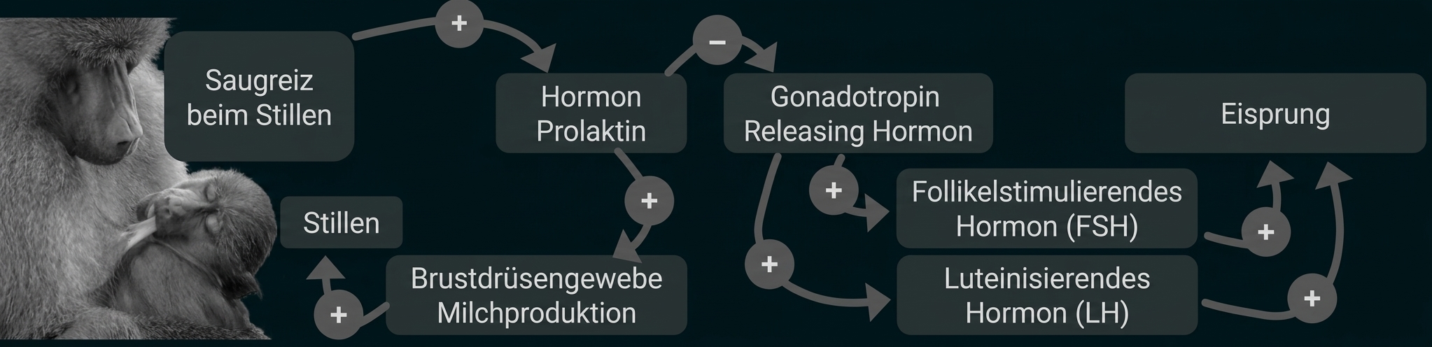 Diagramm zu Hormonen beim Stillen und Eisprung.
